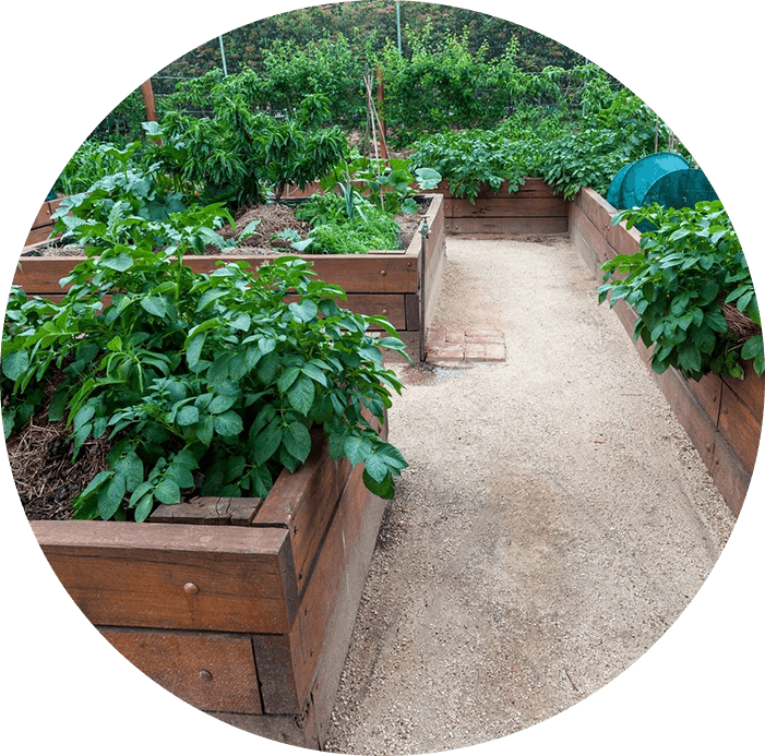 Backyard vegetable garden