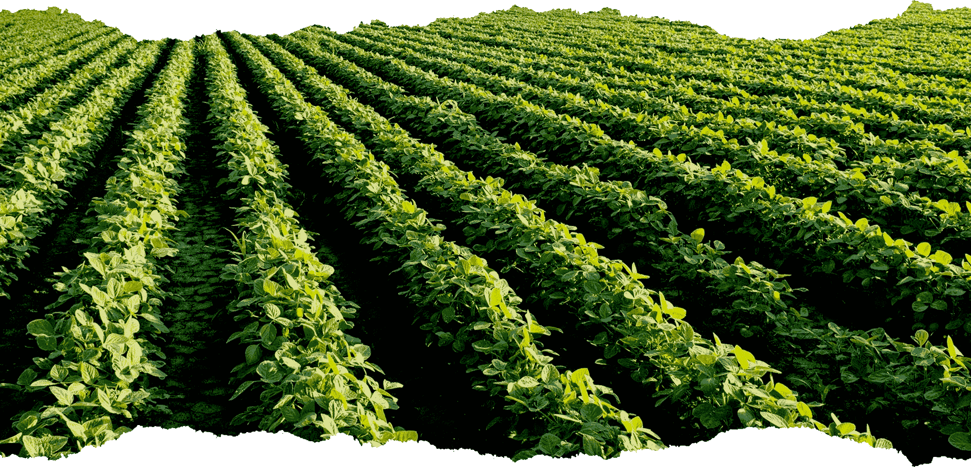 Long rows of fields